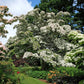 5 Flowering WHITE KOUSA DOGWOOD Cornus Kousa Tree Seeds