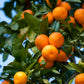20 TANGERINE Mandrin Orange Citrus Reticulata Fruit Tree Seeds