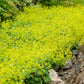 100 LADYS MANTLE Alchemilla Mollis Flower Seeds