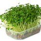 2000 CRIMSON GIANT RADISH Raphanus Sativus Vegetable Seeds
