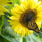 30 INCREDIBLE DWARF SUNFLOWER Helianthus Annuus Flower Seeds