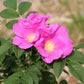 10 Pink CINNAMON ROSE Bush Amur Rosa Davurica Fragrant Flower Seeds
