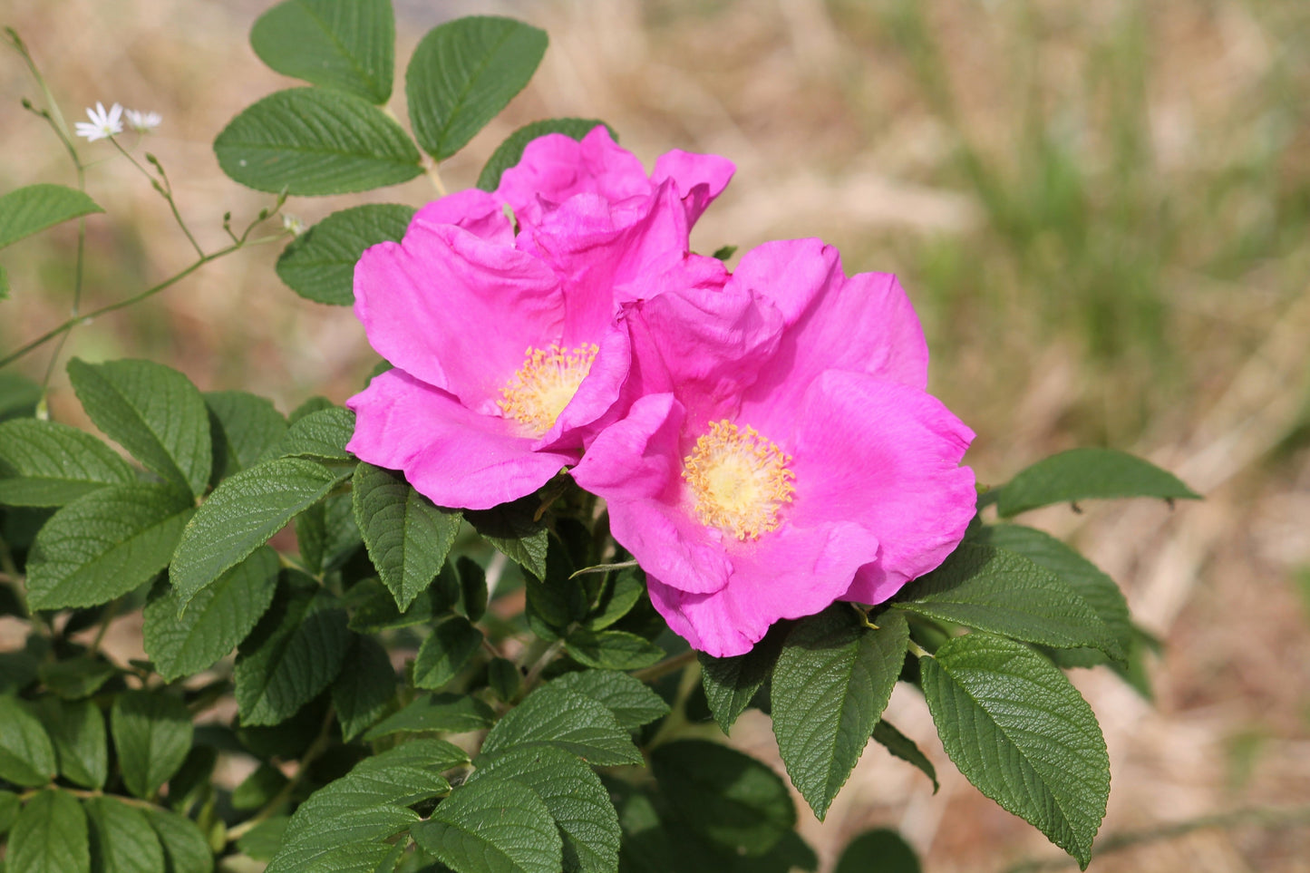 10 Pink CINNAMON ROSE Bush Amur Rosa Davurica Fragrant Flower Seeds