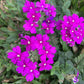 200 Pink & Purple MOSS VERBENA Verbena Tenuisecta Fragrant Hummingbird Flower Seeds