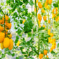 40 BANANA LEGS TOMATO Heirloom Yellow Lycopersicon Fruit Vegetable Seeds