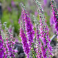 1000 PURPLE FOXGLOVE Digitalis Purpurea Flower Seeds