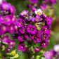 100 EASTER BONNET ALYSSUM Lobularia Maritima Bright Violet Purple Flower Seeds