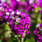 100 EASTER BONNET ALYSSUM Lobularia Maritima Bright Violet Purple Flower Seeds
