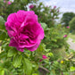 30 JAPANESE RED ROSE Bush Rosa Rugosa Rubra Rugrose Fragrant Flower Seeds
