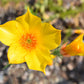 300 YELLOW BLAZING STAR Mentzelia Lindleyi Bartonia Evening Star Native Flower Seeds