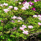 10 TREE PEONY Mountain Paeony Paeonia Suffruticosa Arborea Mixed Colors Red Pink White Purple Yellow Bicolor Flower Shrub Seeds