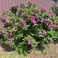 50 Pink BEACH ROSE aka Seaside or Sand Rose, Beach Tomato Rosa Rugosa Huge Red Hips Flower Seeds