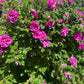30 JAPANESE RED ROSE Bush Rosa Rugosa Rubra Rugrose Fragrant Flower Seeds