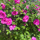 50 Pink BEACH ROSE aka Seaside or Sand Rose, Beach Tomato Rosa Rugosa Huge Red Hips Flower Seeds