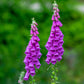1000 PURPLE FOXGLOVE Digitalis Purpurea Flower Seeds
