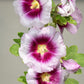 25 LAVENDER & PURPLE HOLLYHOCK Alcea Rosea Flower Seeds