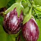30 Pandora STRIPED ROSE EGGPLANT Solanum Melongena White Fruit Vegetable Seeds
