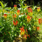 10 RED GLORIOSA LILY Flame Lily Gloriosa Superba Red & Yellow Flower Vine Seeds