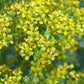 50 YELLOW RUE Herb of Grace Common Ruta Graveolens Fragrant Evergreen Flower Seeds