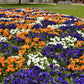 250 Mixed Colors SWISS GIANT PANSY Viola Wittrockiana Flower Seeds