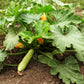 30 GRAY ZUCCHINI Heirloom Summer Bush Squash Cucurbita Pepo Vegetable Seeds
