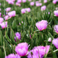 25 Table Mountain ICE PLANT Magenta Fuchsia Delosperma Cooperi Hardy Pink Carpet Flower Seeds
