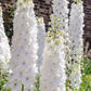 150 WHITE KING LARKSPUR Delphinium Consolida Giant Imperial Flower Seeds