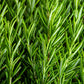 100 ROSEMARY Rosmarinus Officinalis Herb Flower Seeds