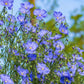 100 BLUE FLAX (Prairie Flax / Lewis Blue Flax) Linum Perenne Lewisii Flower Seeds