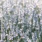 20 WHITE LAVENDER English Lavandula Angustifolia Herb Flower Seeds