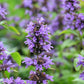 500 PURPLE ANISE HYSSOP (Licorice Mint / Blue Giant) Agastache Foeniculum Herb Flower Seeds