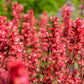 1200 Mixed Colors CORAL BELLS HEUCHERA Shade Flower Seeds