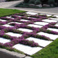 100 Walk On Me CREEPING THYME Thymus Serpyllum Herb Flower Seeds