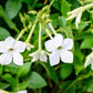 200 JASMINE AZTEC NICOTIANA (Ornamental Flowering Tobacco) Nicotiana Alata Flower Seeds