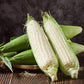 100 Truckers Favorite WHITE SWEET CORN Zea Mays Vegetable Seeds