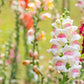 500 APPLE BLOSSOM SNAPDRAGON Antirrhinum Majus Appleblossom Pink Coral White Yellow Flower Seeds