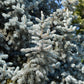 50 Colorado BLUE SPRUCE Tree Picea Pungens Glauca Christmas Tree White Silver Spruce Evergreen Seeds