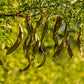 10 Thornless HONEYLOCUST Gleditsia Triacanthos Inermis Imperial Honey Locust Golden Yellow Tree Seeds