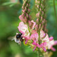 50 PINK SAINFOIN Common Onobrychis Viciifolia Holy Clover Legume Ground Cover Forage Flower Seeds