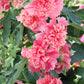 50 Dwarf Double HOLLYHOCK MAJORETTE MIX Alcea Rosea Red Pink White Maroon Yellow Mixed Color Flower Seeds