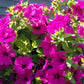 1000 SHANIN PETUNIA Integrifolia Violacea Pink Purple Wild Flower Seeds
