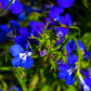 200 Electric Blue & White HALF MOON LOBELIA Erinus Flower Seeds