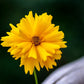 1000 YELLOW SAND COREOPSIS Lanceolata Lanceleaf Tickseed Flower Seeds