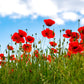 1000 Red AMERICAN LEGION (Corn / Shirley / Flanders) POPPY Papaver Rhoeas Flower Seeds