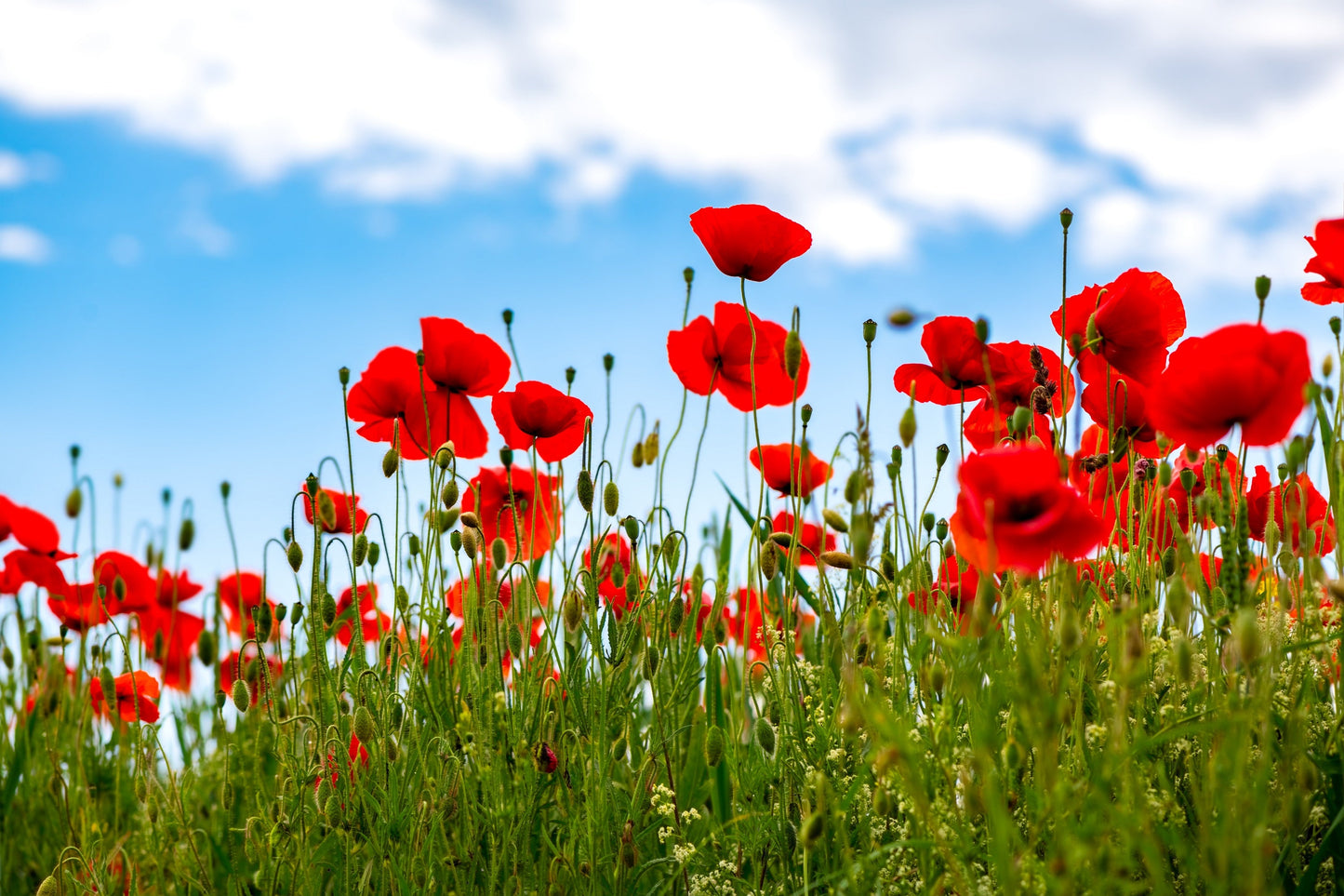 1000 Red AMERICAN LEGION (Corn / Shirley / Flanders) POPPY Papaver Rhoeas Flower Seeds