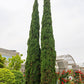 20 MEDITERRANEAN CYPRESS TREE Italian Pencil Pine Cedar Cupressus Sempervirens Stricta Seeds