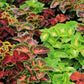 100 Mixed Colors COLEUS RAINBOW MIX Shade Houseplant Solenostemon Flower Seeds