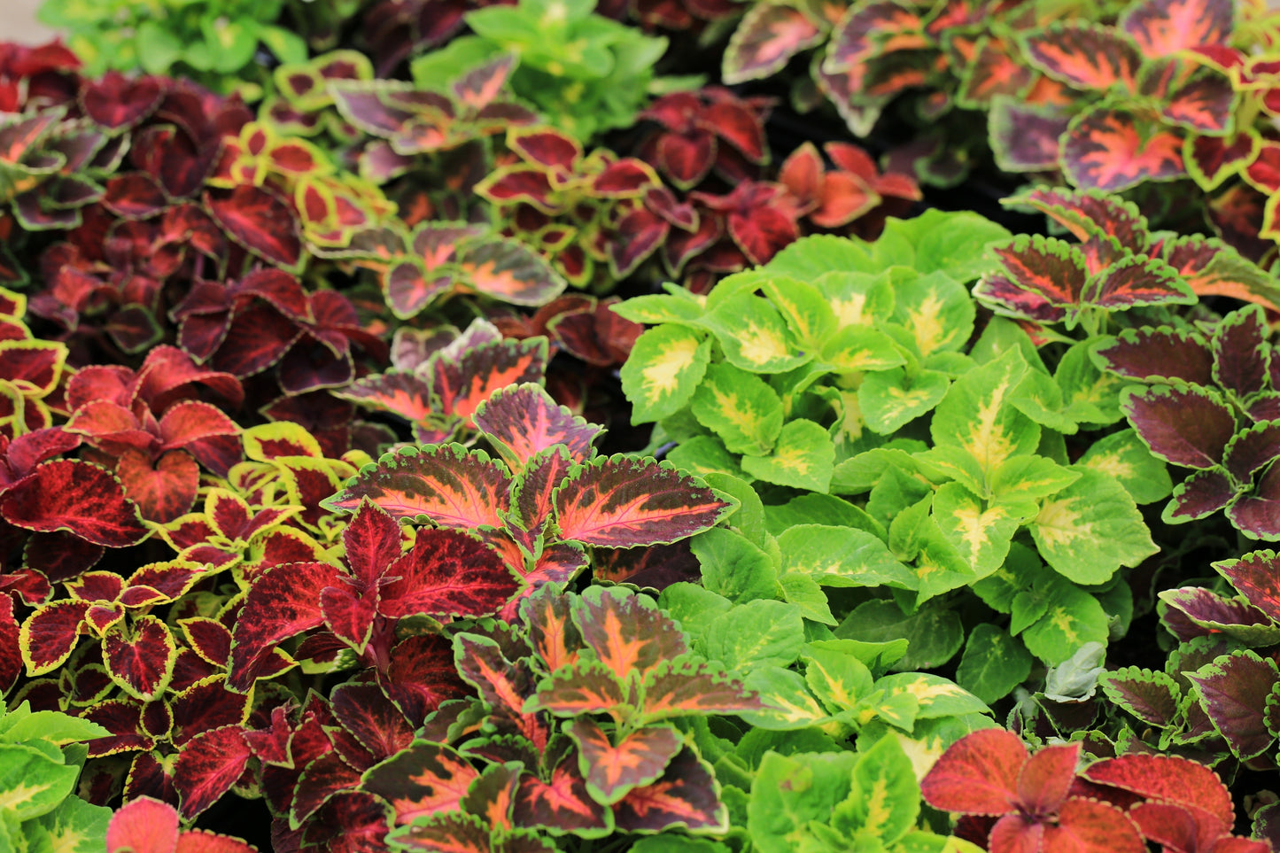 100 Mixed Colors COLEUS RAINBOW MIX Shade Houseplant Solenostemon Flower Seeds