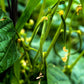 50 BURPEE STRINGLESS Green Pod BEAN French Phaseolus Vulgaris Vegetable Seeds