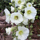 25 WHITE HOLLYHOCK Alcea Rosea Flower Seeds Perennial